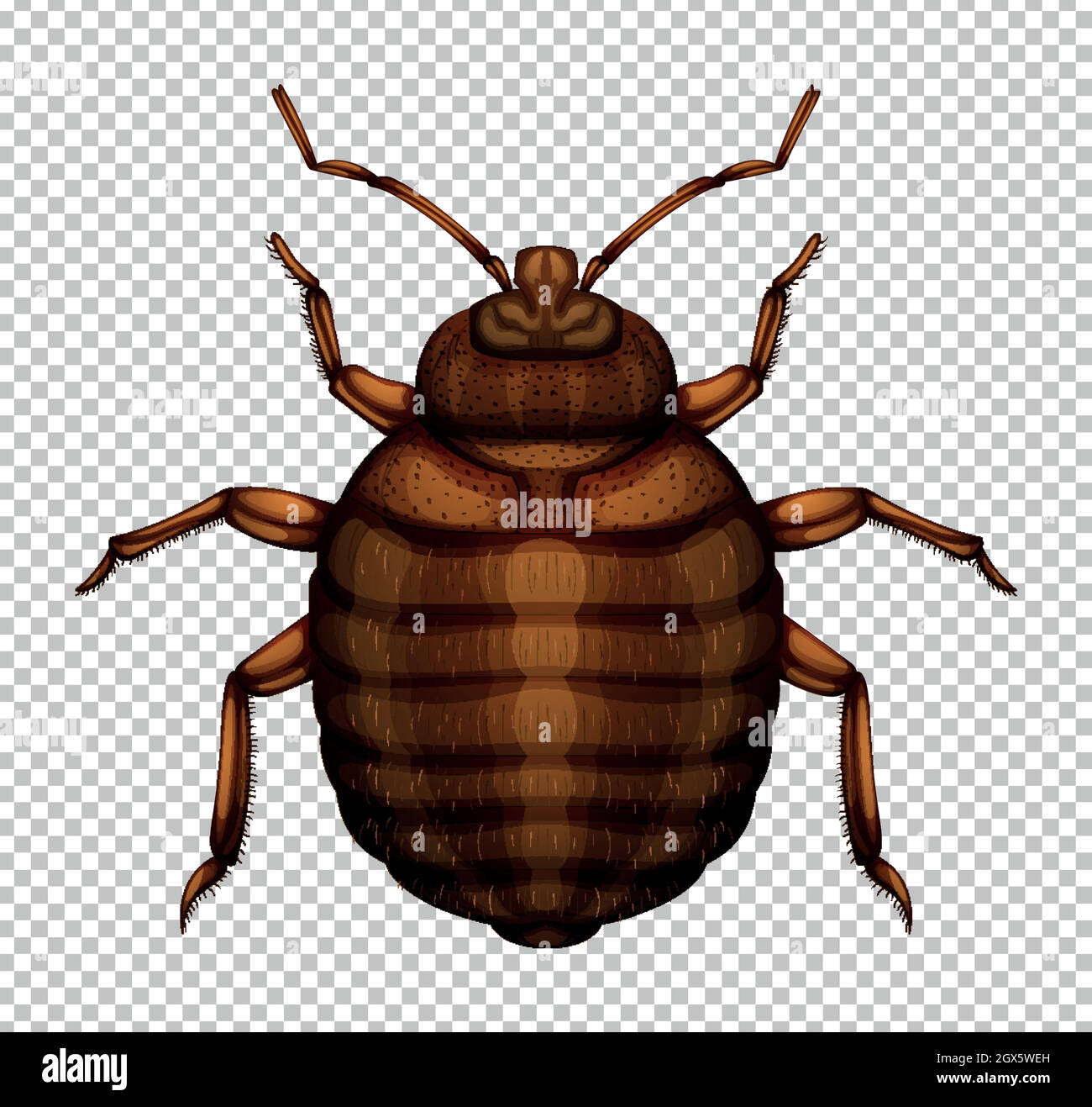 Bug marrone su sfondo trasparente Illustrazione Vettoriale