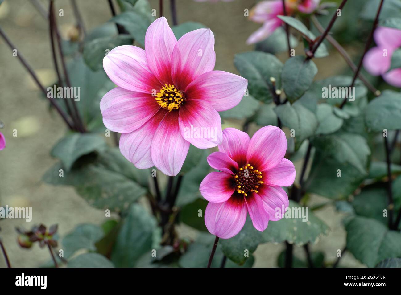 Primo piano del fiore rosa e rosso dei desideri e dei sogni di Dahlia Foto Stock