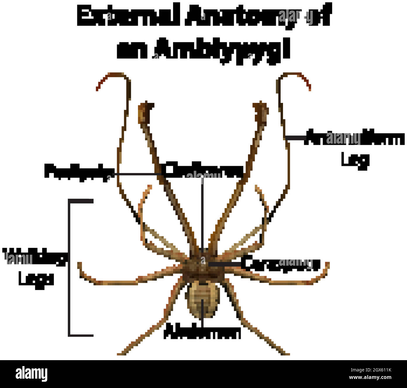 Anatomia esterna di un Amblypygi su sfondo bianco Illustrazione Vettoriale