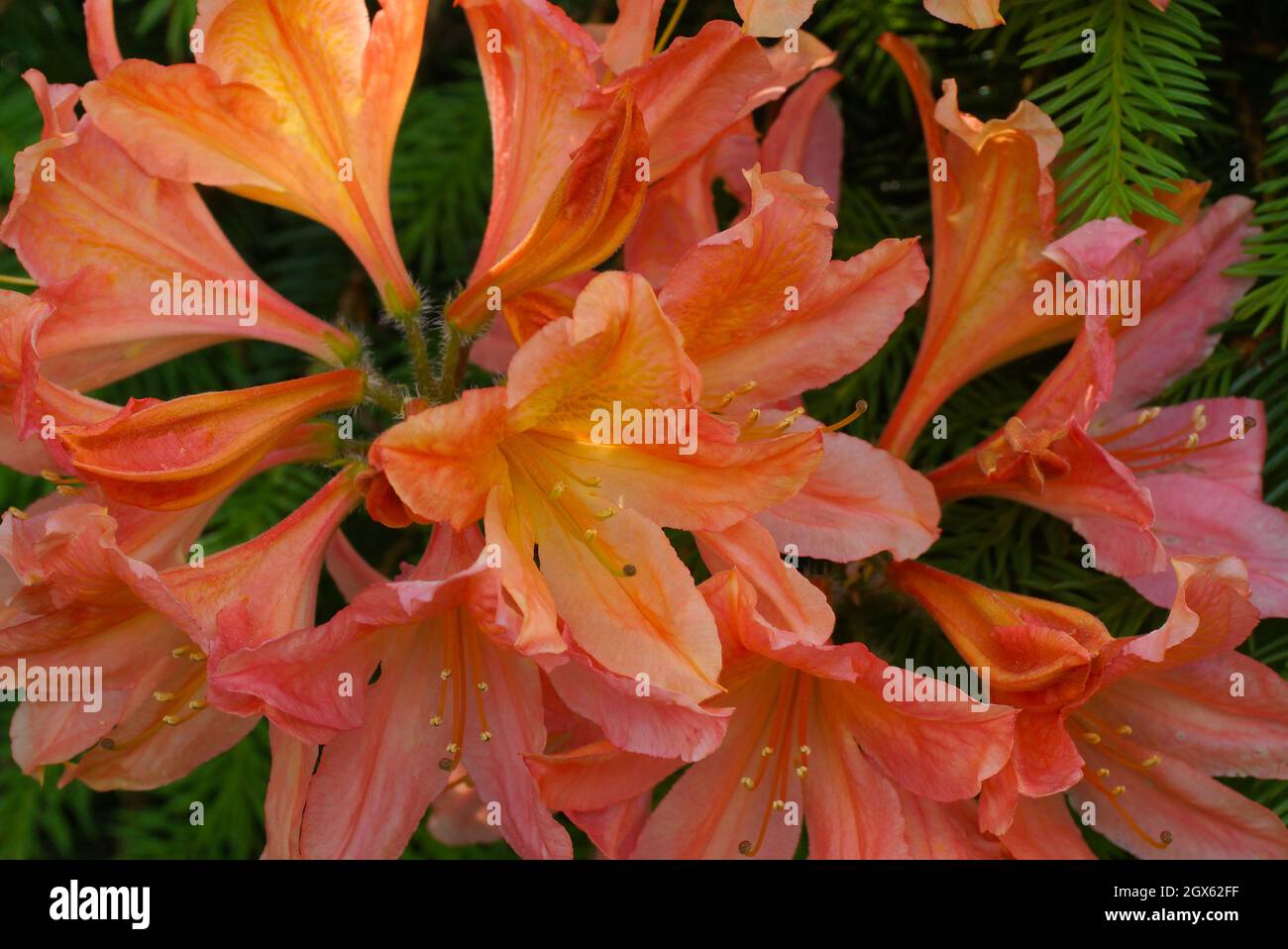 Azalea giapponese con fiori d'arancio in giardino, all'aperto. Rhododendron molle subsp. Japonicum. Foto orizzontale. Foto Stock