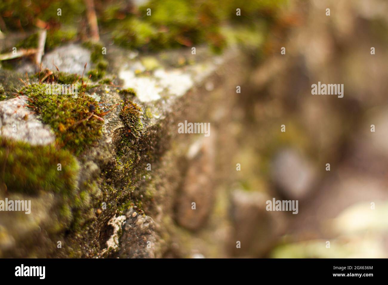 Primo piano di muschio verde tra ciottoli. Concetto di natura con spazio di copia all'aperto sulla luce del giorno Foto Stock