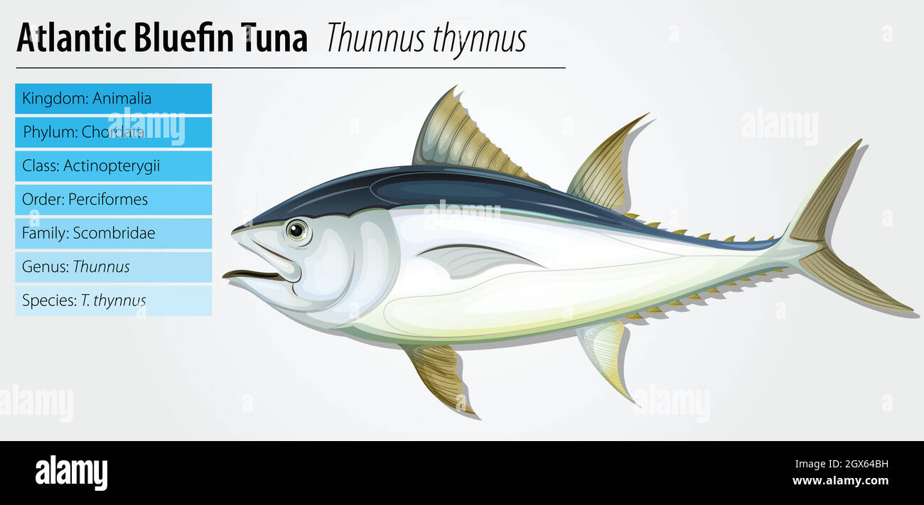 Atlantic tonno rosso Illustrazione Vettoriale