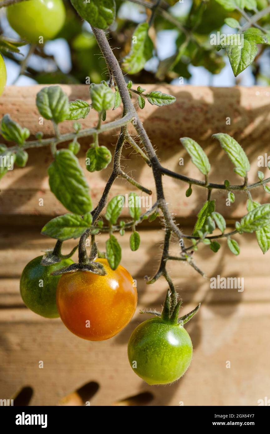 Un patio contenitore coltivato raccolto della varietà di pomodoro rosso tumbling Tom Thumb. I pomodori sono ancora attaccati alla pianta e nel processo di maturazione Foto Stock