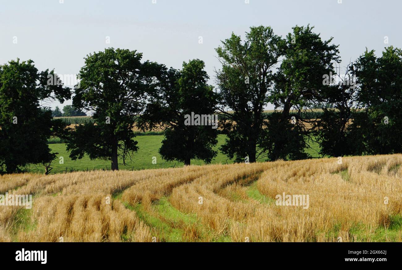Campo di raccolto di cereali. Stato del Missouri, Stati Uniti. Foto Stock