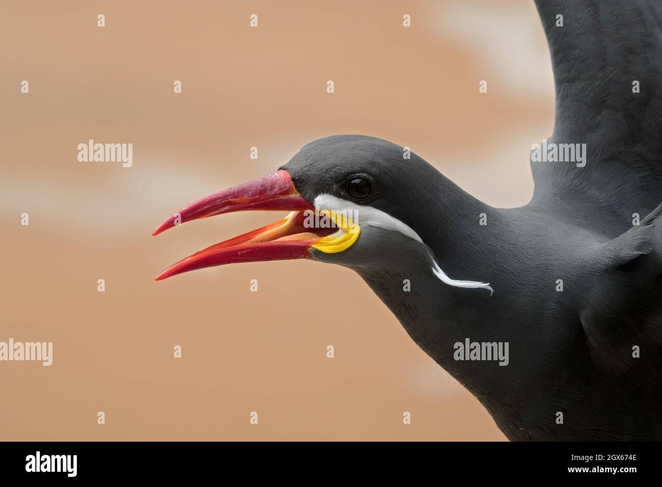 Ritratto di una terna Inca su uno sfondo morbido color ocra Foto Stock