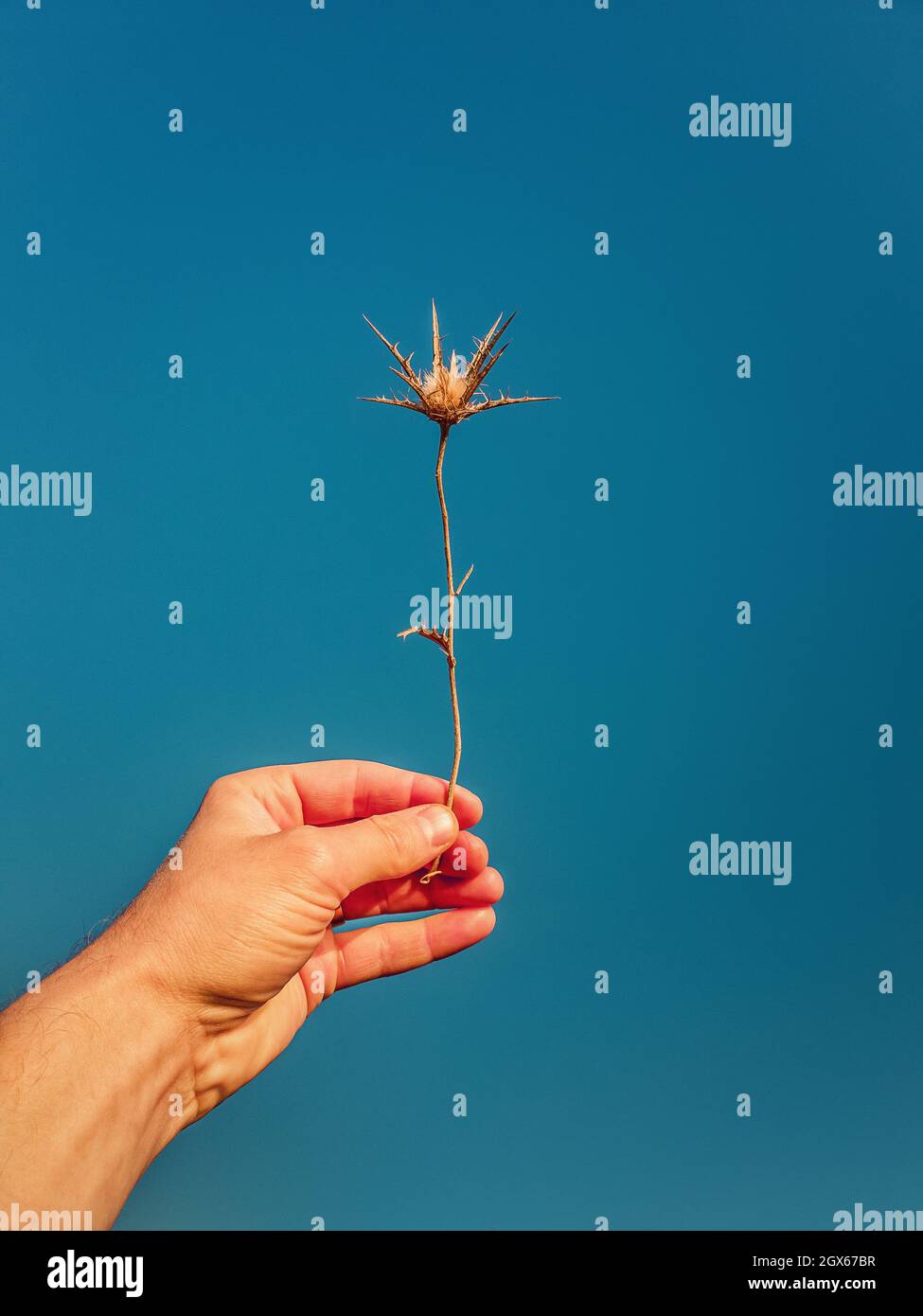 Chiudi la mano della persona che tiene una pianta di Thistle Thorn asciutta su uno sfondo di cielo blu chiaro. Starthistle spinoso nel braccio dell'uomo. Atmosfera autunnale Foto Stock