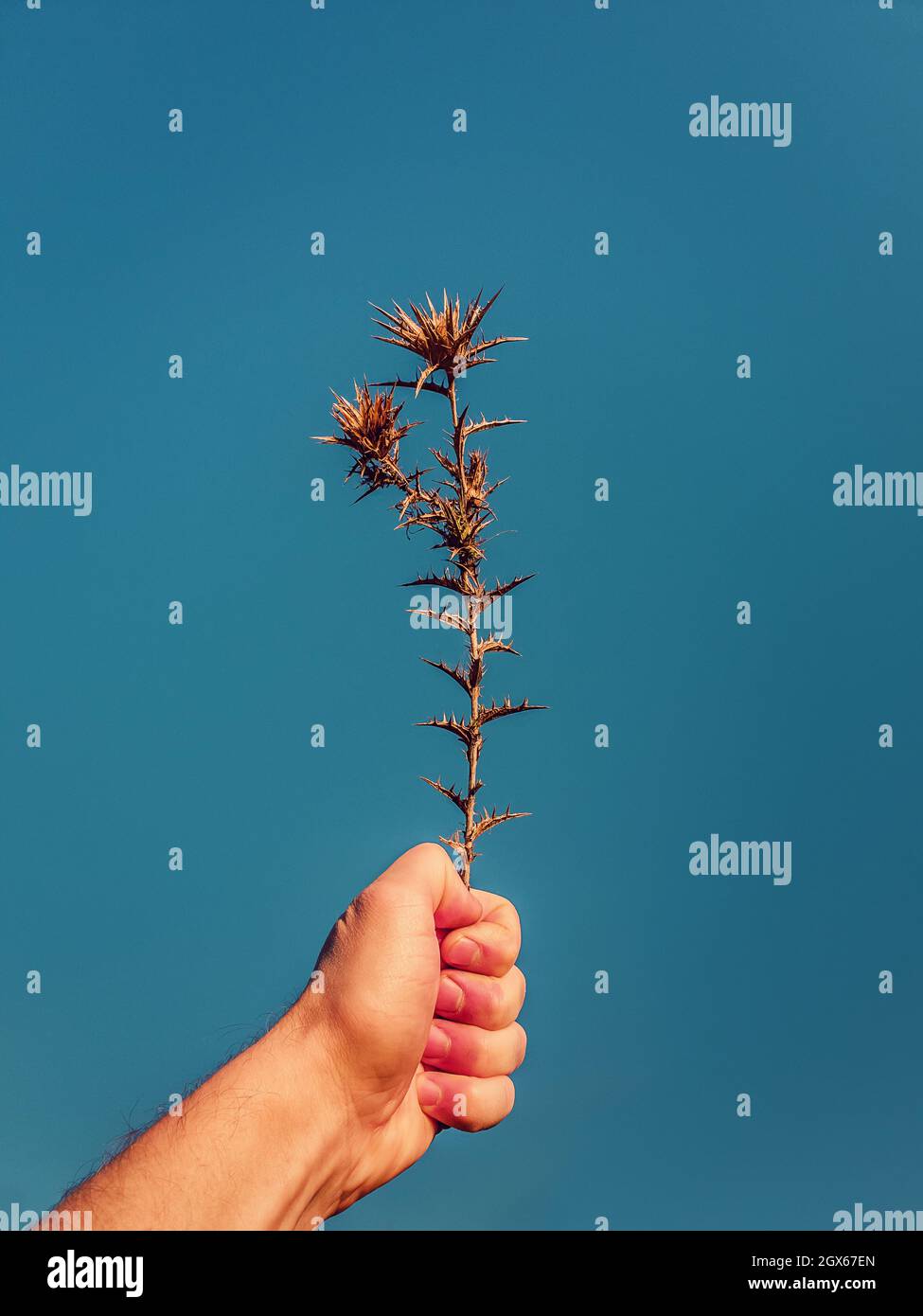 Chiudi la mano della persona che tiene una pianta di Thistle Thorn asciutta su uno sfondo di cielo blu chiaro. Starthistle spinoso nel pugno dell'uomo. Atmosfera autunnale Foto Stock