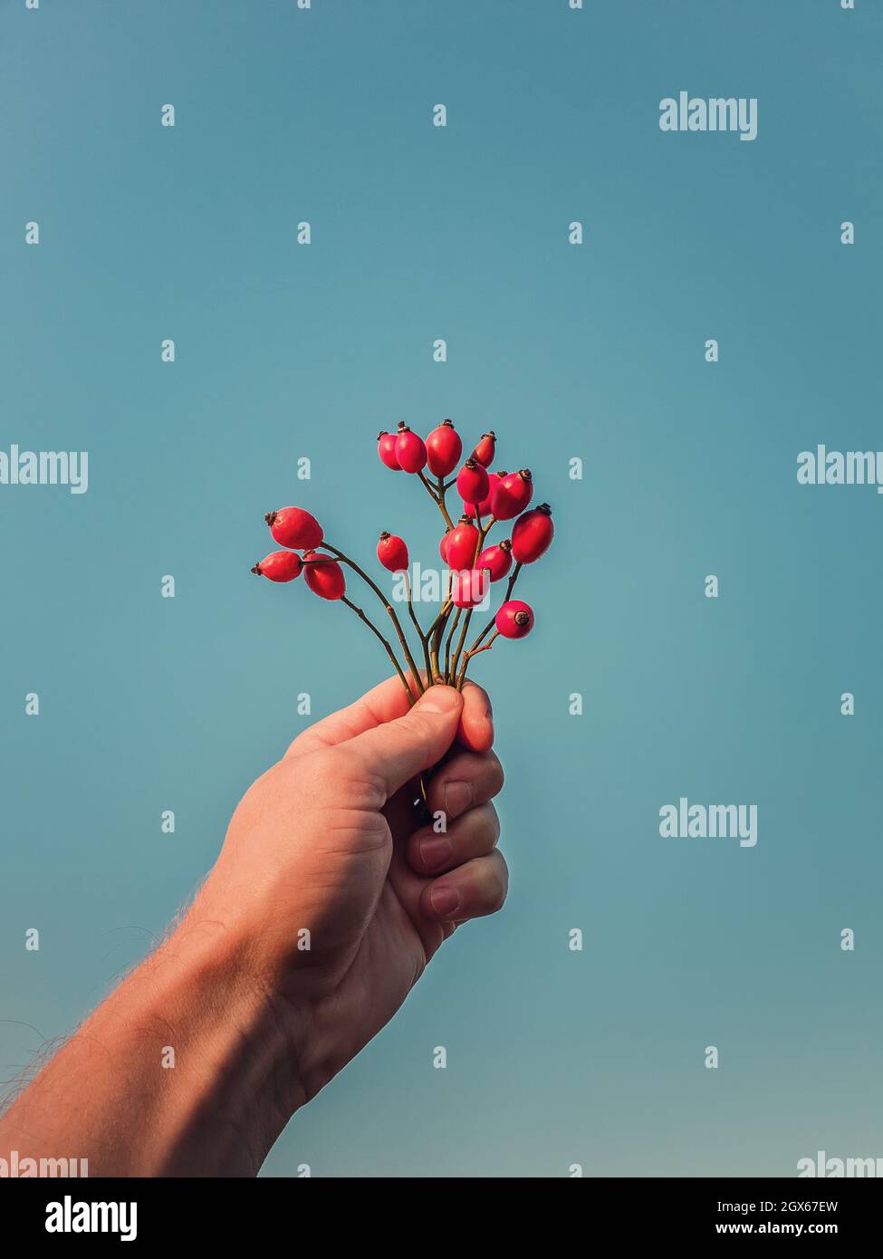 Mano della persona del primo piano che tiene un mazzo di bacche più brier sopra uno sfondo blu chiaro del cielo. Braccio uomo con rametti di rose e frutti rossi maturi. Stagione autunnale Foto Stock