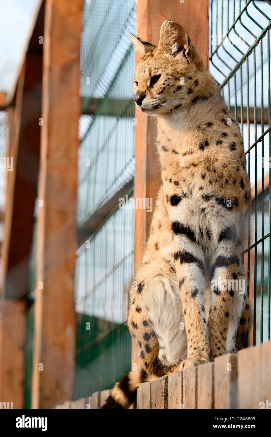 serval gatto nello zoo ucraino, una rara specie di gatti, un ritratto di un serval. Foto Stock