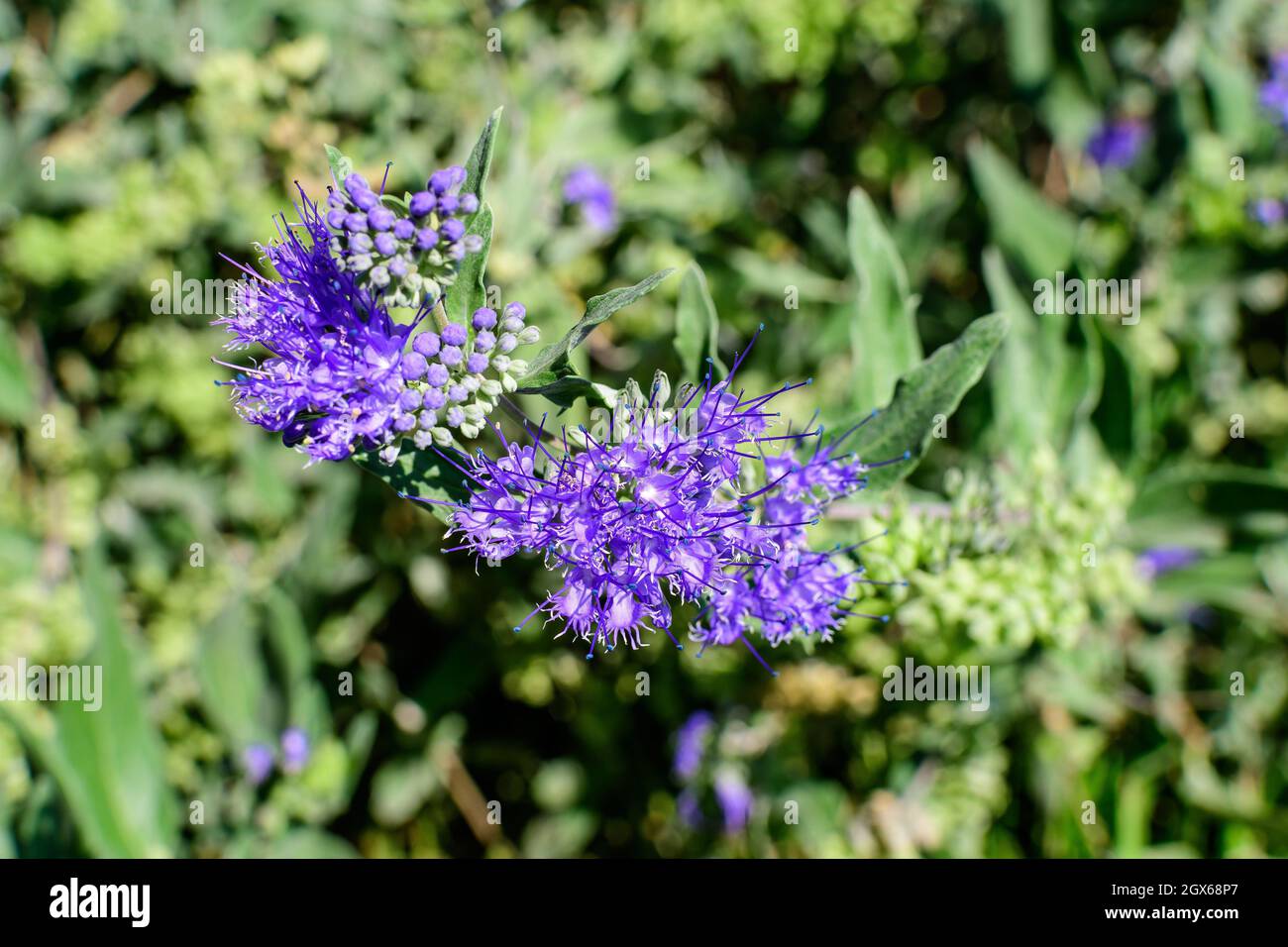 Delicati fiori blu e foglie verdi di Bluebeard Caryopteris x clandonensis pianta in un giardino in un giardino estivo soleggiato, sfondo floreale Foto Stock