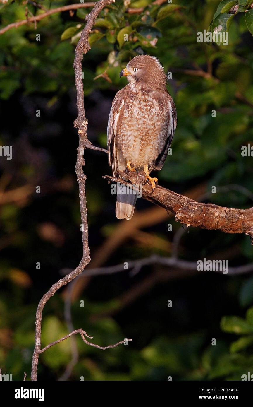 Buzzard dagli occhi bianchi (Butastur teesa) adulto arroccato sul ramo morto Gujarat, India Novembre Foto Stock