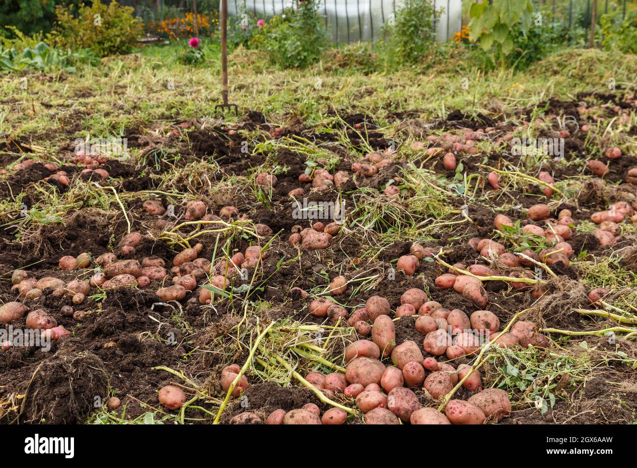 Raccolta di patate. Le patate scavate giacciono sul terreno nel campo Foto Stock