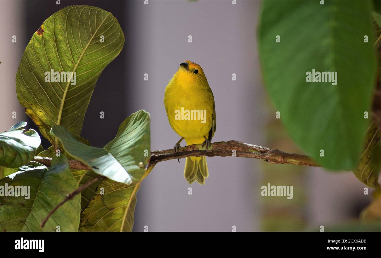 Canarinhos (sicalis flaveola) Foto Stock