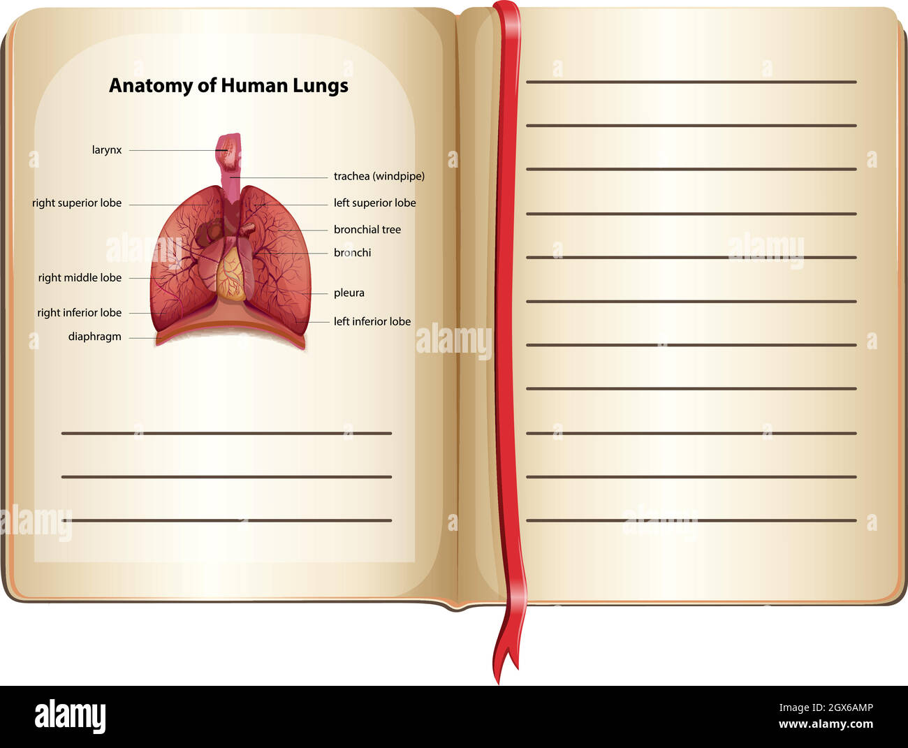 Anatomia dei polmoni umani sulla pagina Illustrazione Vettoriale