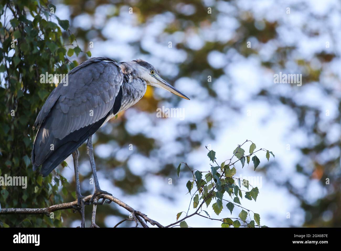 Airone grigio 'Ardea cinereaa' uccello arroccato con collo retratto lato becco lungo. Bokeh sfondo dal cielo e foglie. Dublino, Irlanda Foto Stock