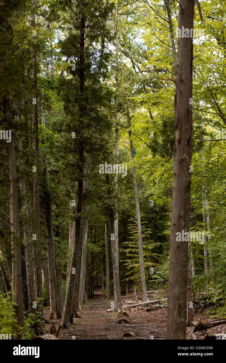 Gli alti alberi di pino costeggiano un sentiero nel bosco all'Hopkinton state Park in Massachusetts, USA. Foto Stock