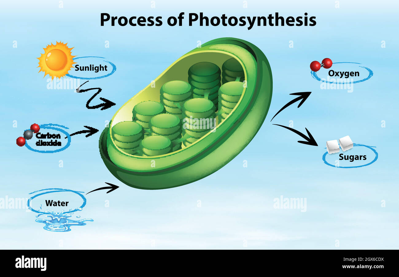 Diagramma che mostra il processo di fotosintesi Illustrazione Vettoriale