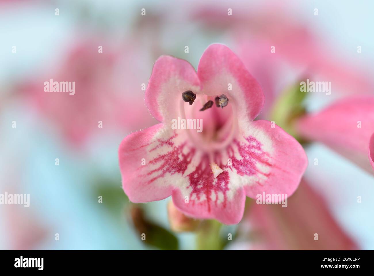 Pentemon 'Hewell Pink Bedder' AGM Beardtongue SYN. Pentemon 'Hewells Pink' Pentemon 'Pink Bedder' luglio Foto Stock