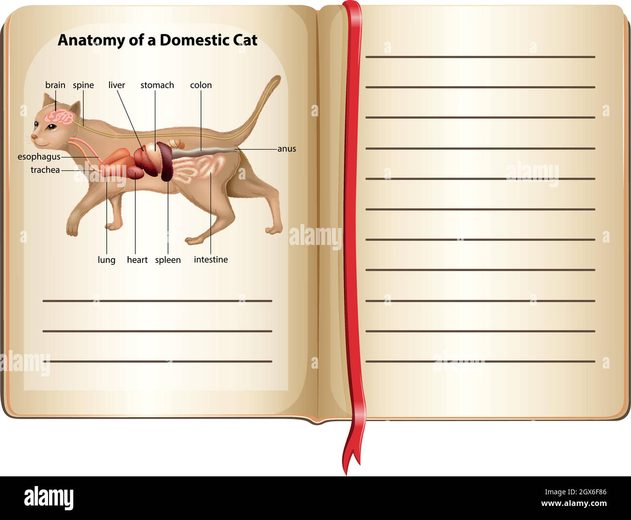 Anatomia di un gatto domestico Illustrazione Vettoriale