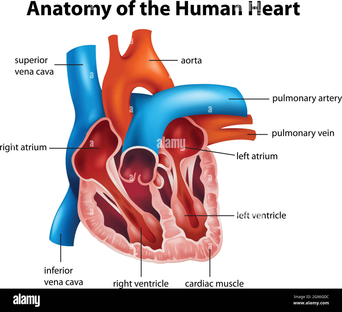 Cuore umano. Disegno lineare anatomico realistico, illustrazione vettoriale  Immagine e Vettoriale - Alamy