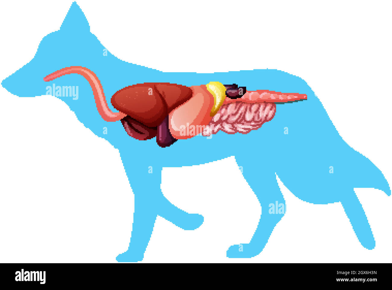 Anatomia interna di un cavallo isolato su sfondo bianco Illustrazione Vettoriale Anatomia interna di un cavallo isolato su sfondo bianco Illustrazione Vettoriale