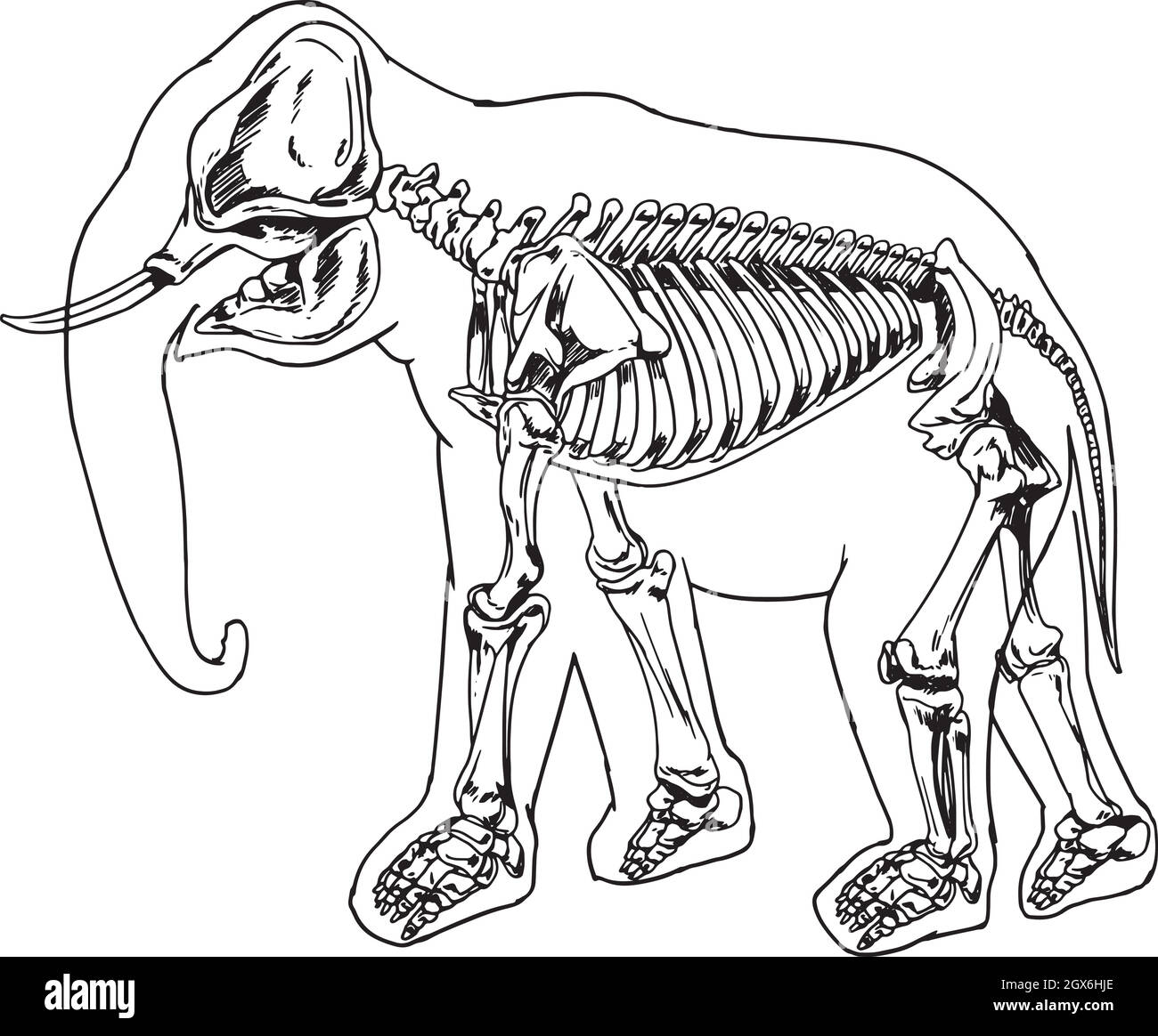 Scheletro di elefante Illustrazione Vettoriale
