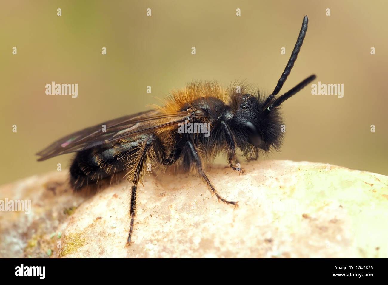 Bee maschio minerario di Gwynne (Andrena bicolore) a riposo sulla pietra. Tipperary, Irlanda Foto Stock