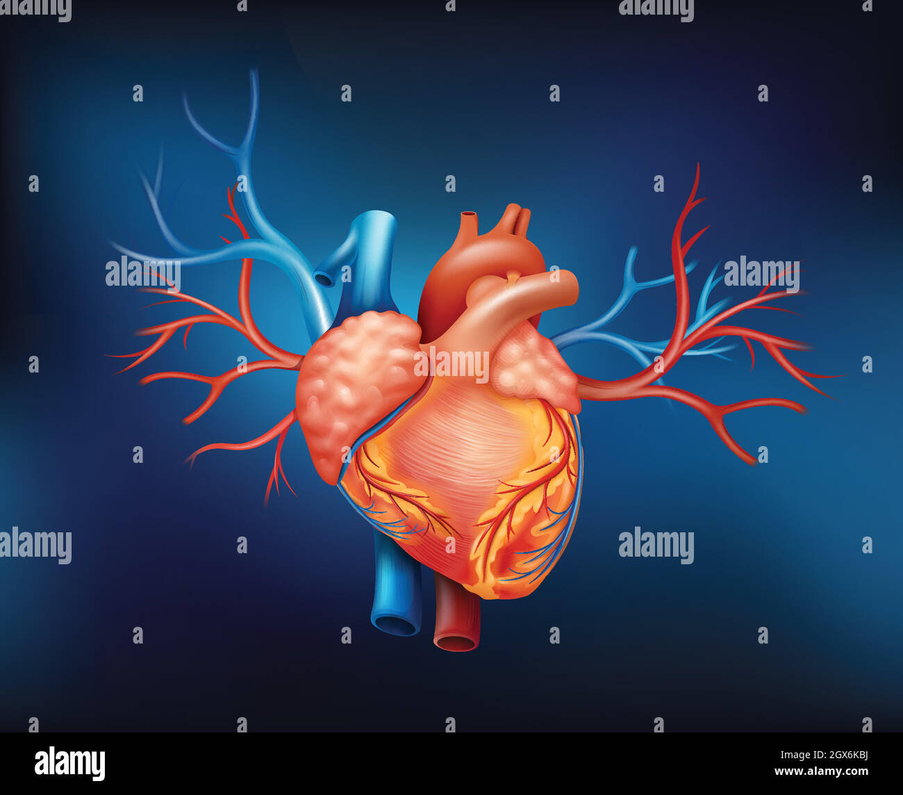 Un cuore umano Illustrazione Vettoriale