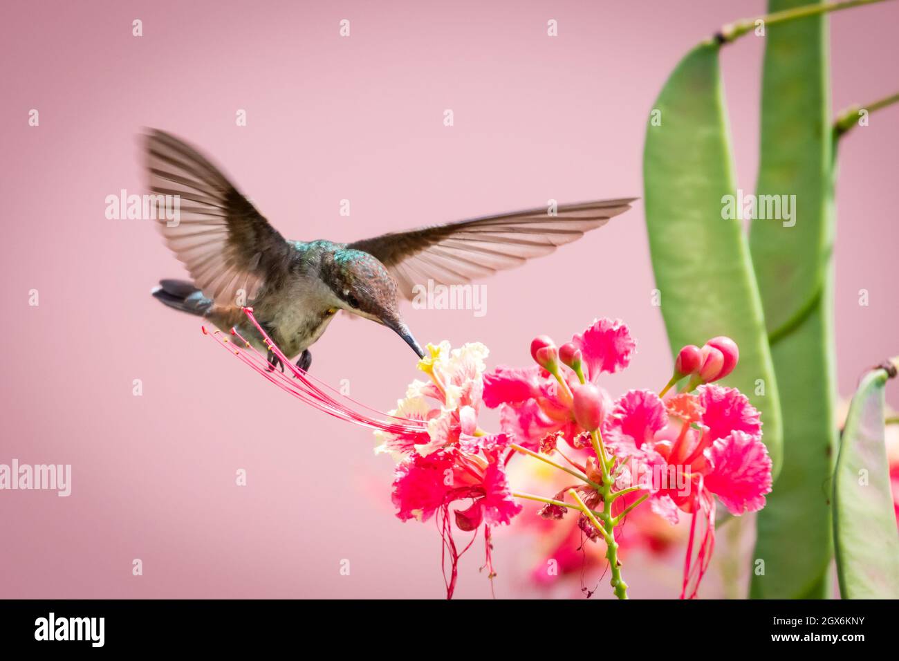 Una femmina di hummingbird Ruby Topaz (Chrysolampis mosquitus) che si nutrono di fiori di Pride di Barbados con sfondo rosa. Foto Stock