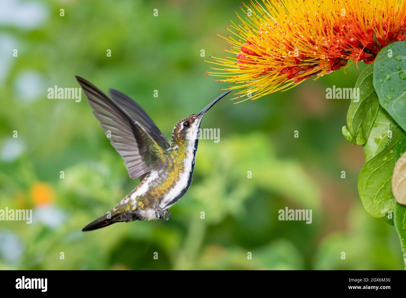 Un hummingbird femminile di mango (Anthracothorax nigricollis) che si nutra su un fiore di Monkey Brush (Combretum) in un giardino tropicale Foto Stock