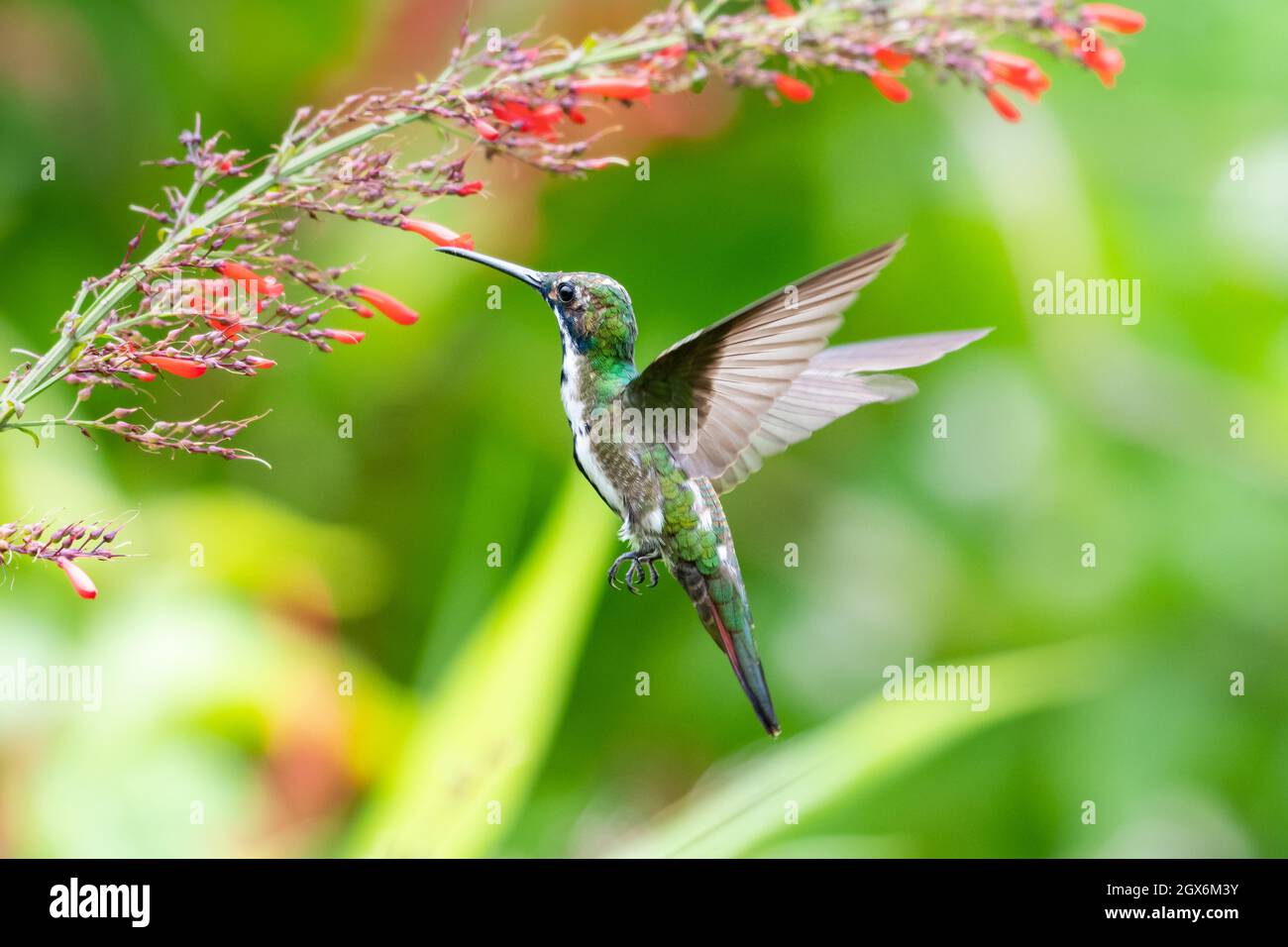 Una femmina giovanile hummingbird mango dal lancio nero (Anthracothorax nigricollis) che si nutra sui fiori rossi di Antigua Heath in un giardino tropicale Foto Stock