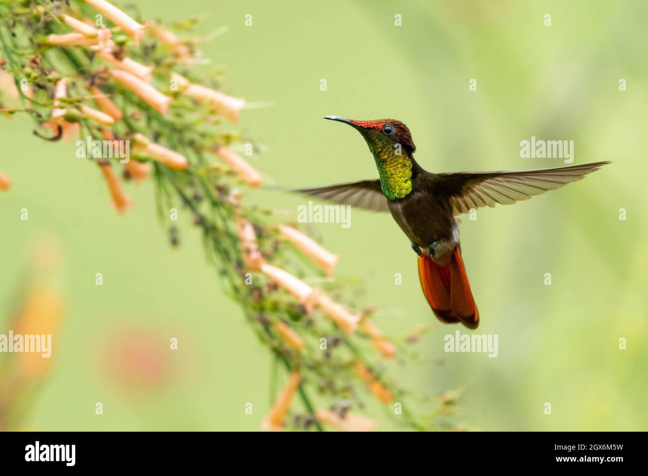 Un hummingbird Ruby Topaz (Chrysolampis mosquitus) che si nutrono di fiori di pesca Antigua Heath in un giardino. Foto Stock