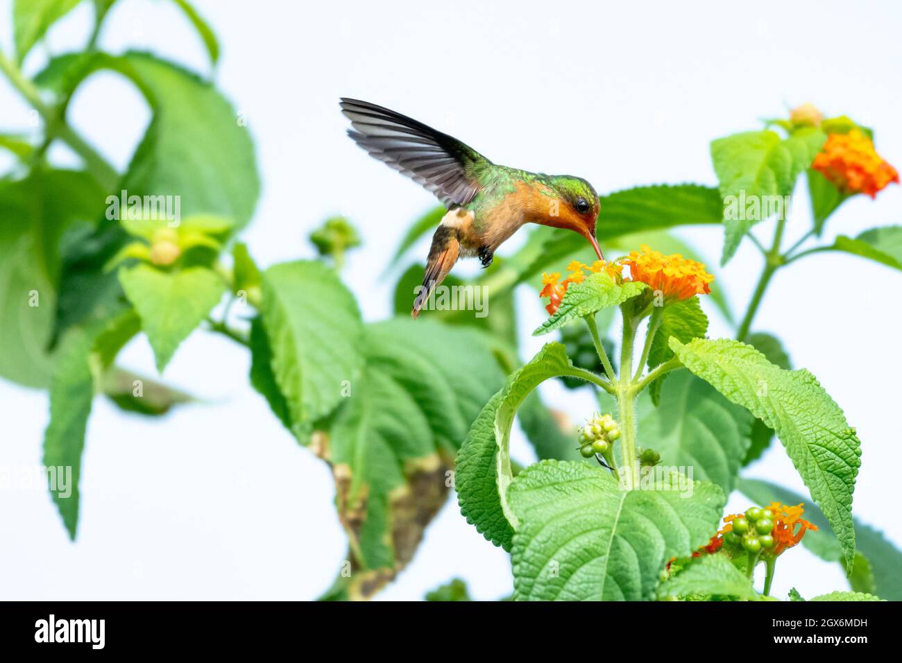 Un colibrì femmina Tufted Coquette che si nuvolava sui fiori di Lantana. Secondo uccello più piccolo del mondo. Foto Stock