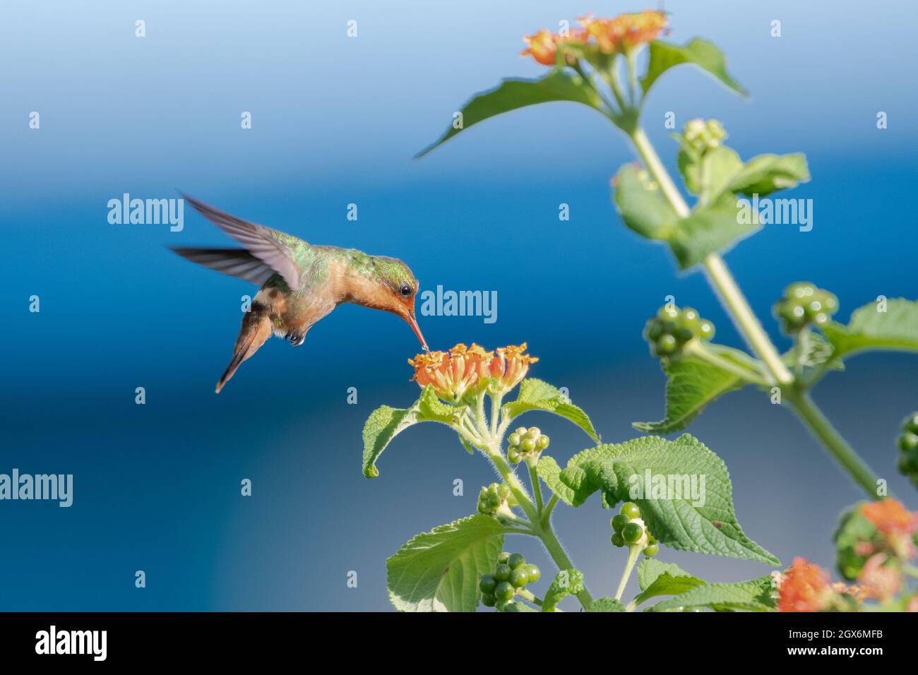 Un colibrì femmina Tufted Coquette che si nuvolava sui fiori di Lantana. Secondo uccello più piccolo del mondo. Foto Stock