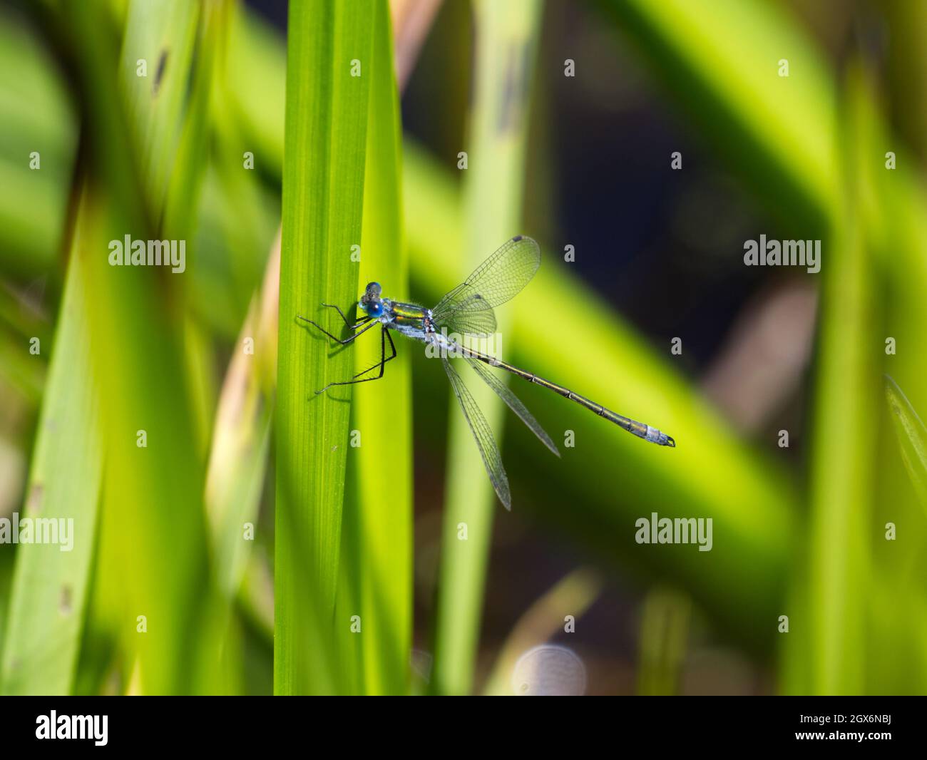 Maschio Smeraldo Damselfly (Lestes spugsa) arroccato sulla vegetazione laghetto presso la riserva naturale di Smestow Valley, Wolverhampton, Regno Unito Foto Stock