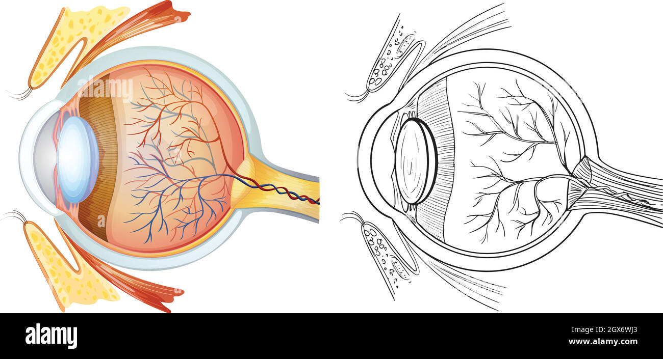 Anatomia degli occhi Illustrazione Vettoriale