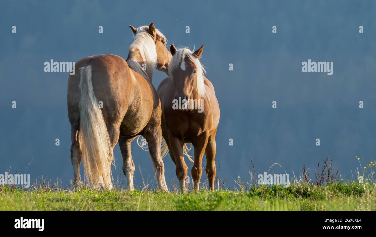 cavallo, tier, bauernhof, gras, feld, cavallo, gräser, braun, europa, italia Foto Stock
