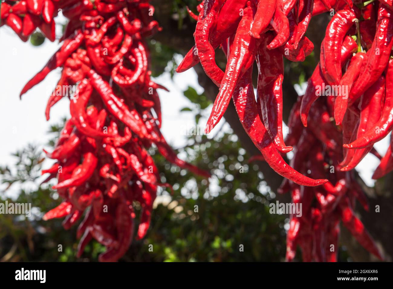 Ristra de guindas asciugando sotto il sole all'aperto casa di villaggio. I Guindas sono peperoni allungati di varietà cuciti come un mazzo e li aria fuori per asciugare. Extremadura Foto Stock