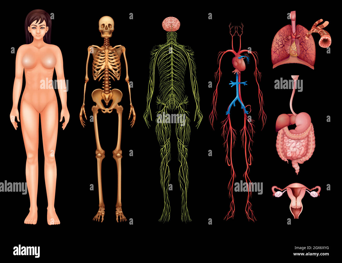 Sistemi del corpo umano Illustrazione Vettoriale
