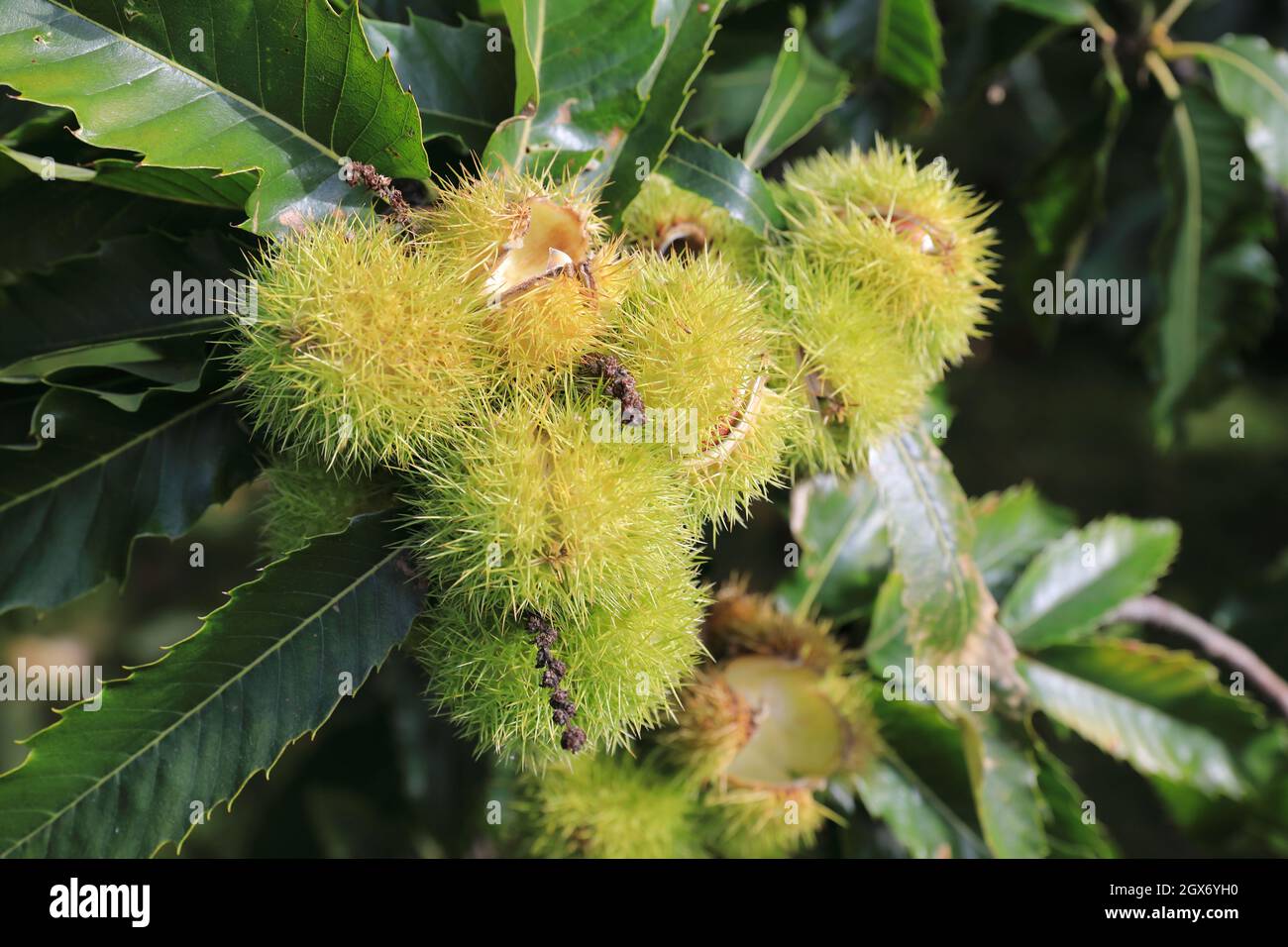 Castanea Sativa, con castagne dolci, al sole d'autunno, Regno Unito Foto Stock