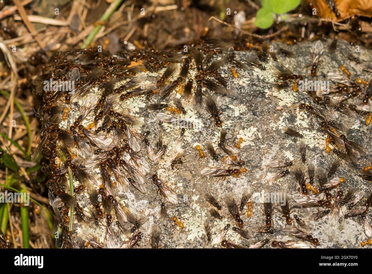 Citronella ANT Swarm (Lasius interjectus) Foto Stock