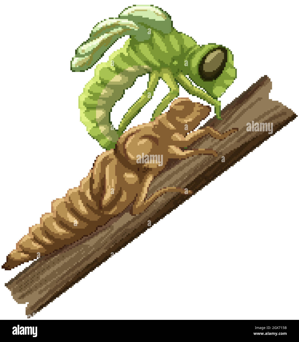 Una libellula (fase Molt) su sfondo bianco Illustrazione Vettoriale