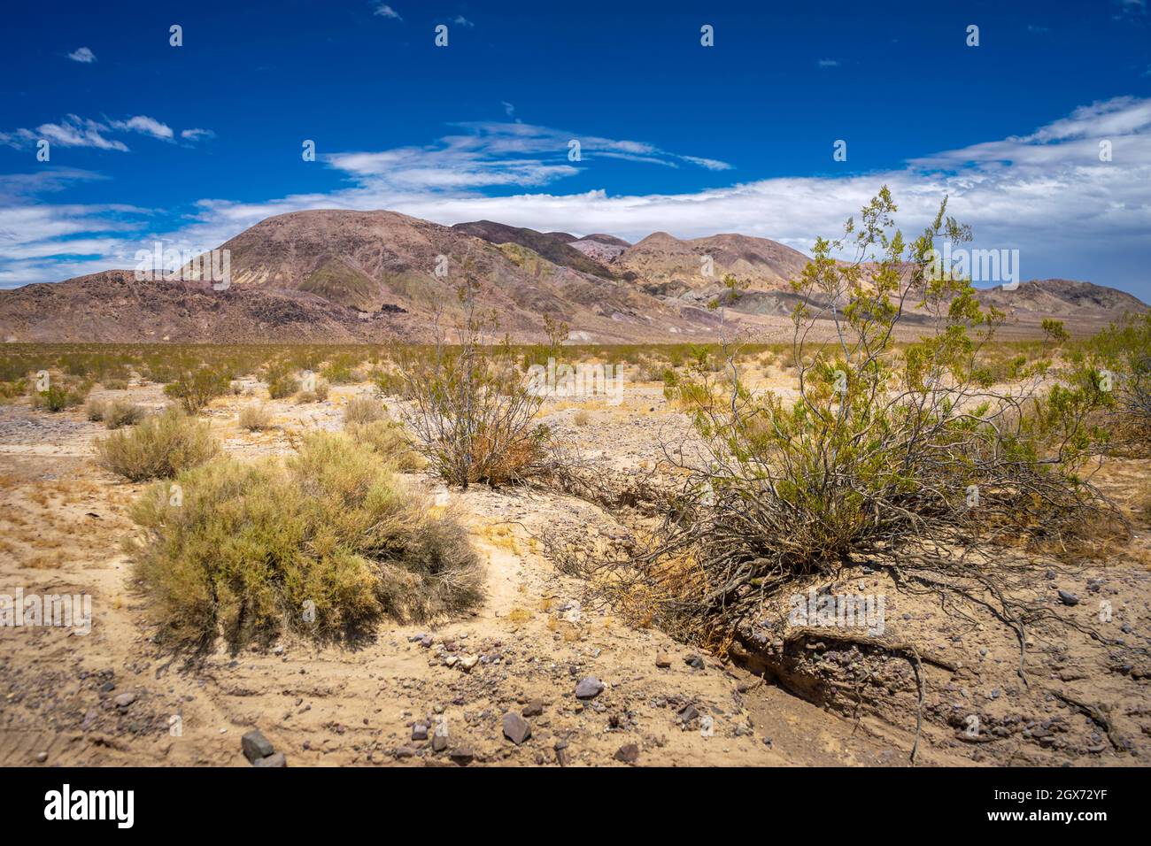 Arrocca di creosoto con una catena montuosa nel deserto di Mojave in California Foto Stock