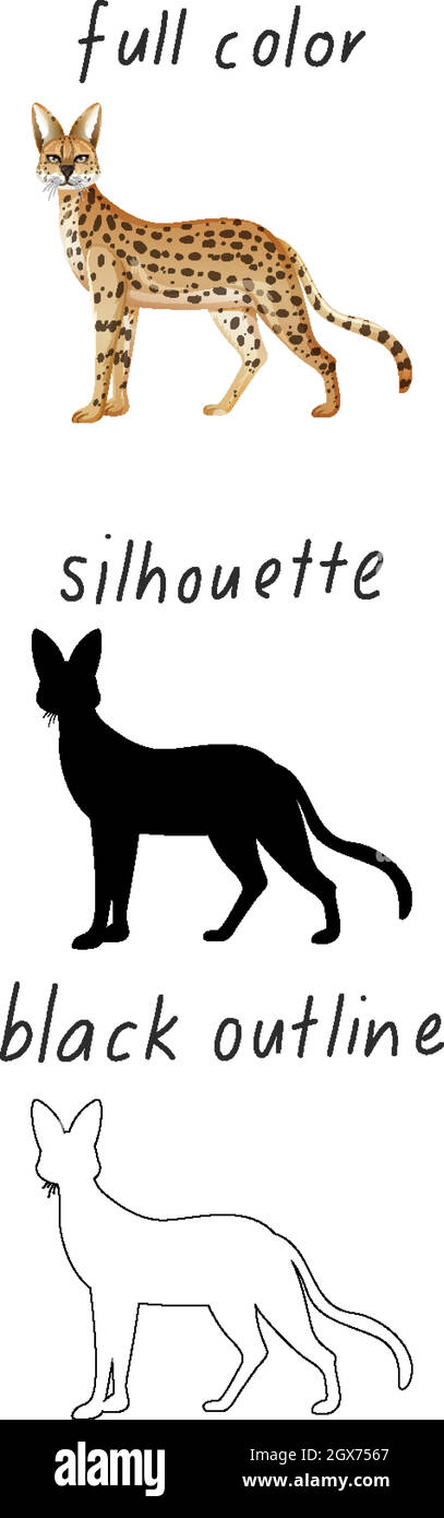 Set di leopard a colori, silhouette e contorno nero su sfondo bianco Illustrazione Vettoriale