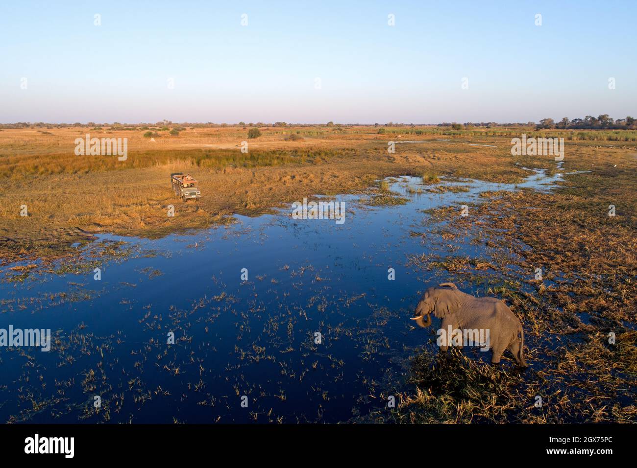 Elephant che attraversa il fiume vicino safari veicolo, Botswana, Africa Foto Stock
