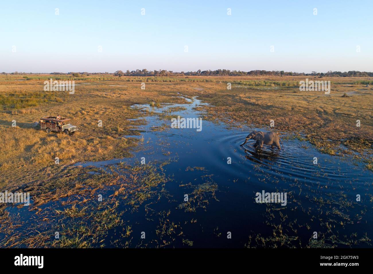Elephant che attraversa il fiume vicino safari veicolo, Botswana, Africa Foto Stock