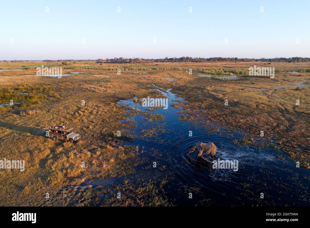 Elephant che attraversa il fiume vicino safari veicolo, Botswana, Africa Foto Stock