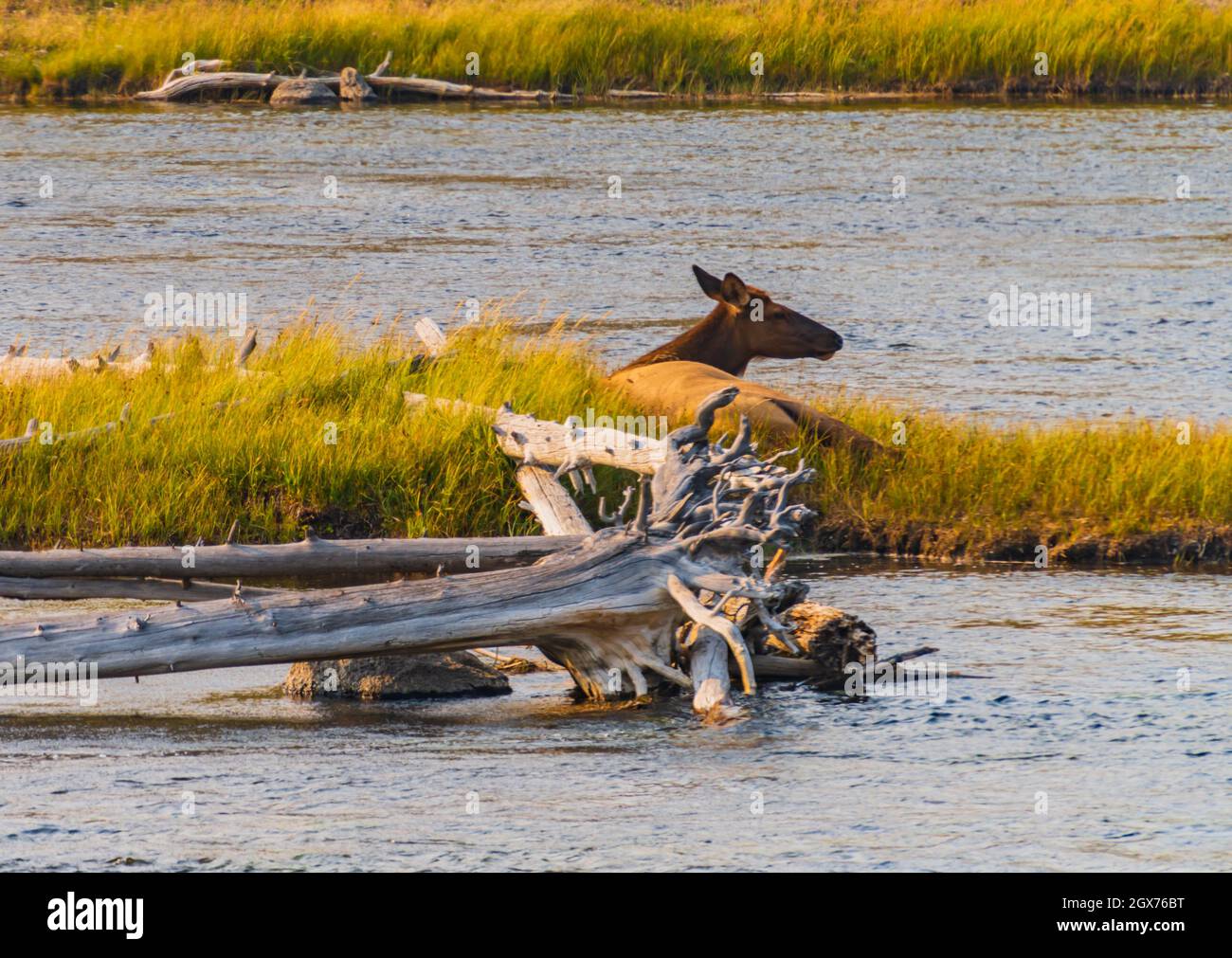 Una femmina Elk rilassante sulla riva del fiume nel parco di Yellowstone Foto Stock