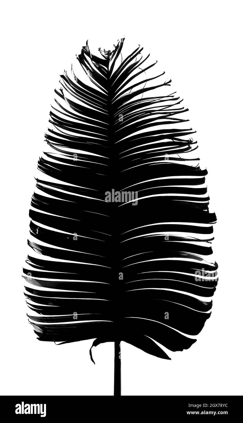 Colore foglia bianco e nero Foto Stock