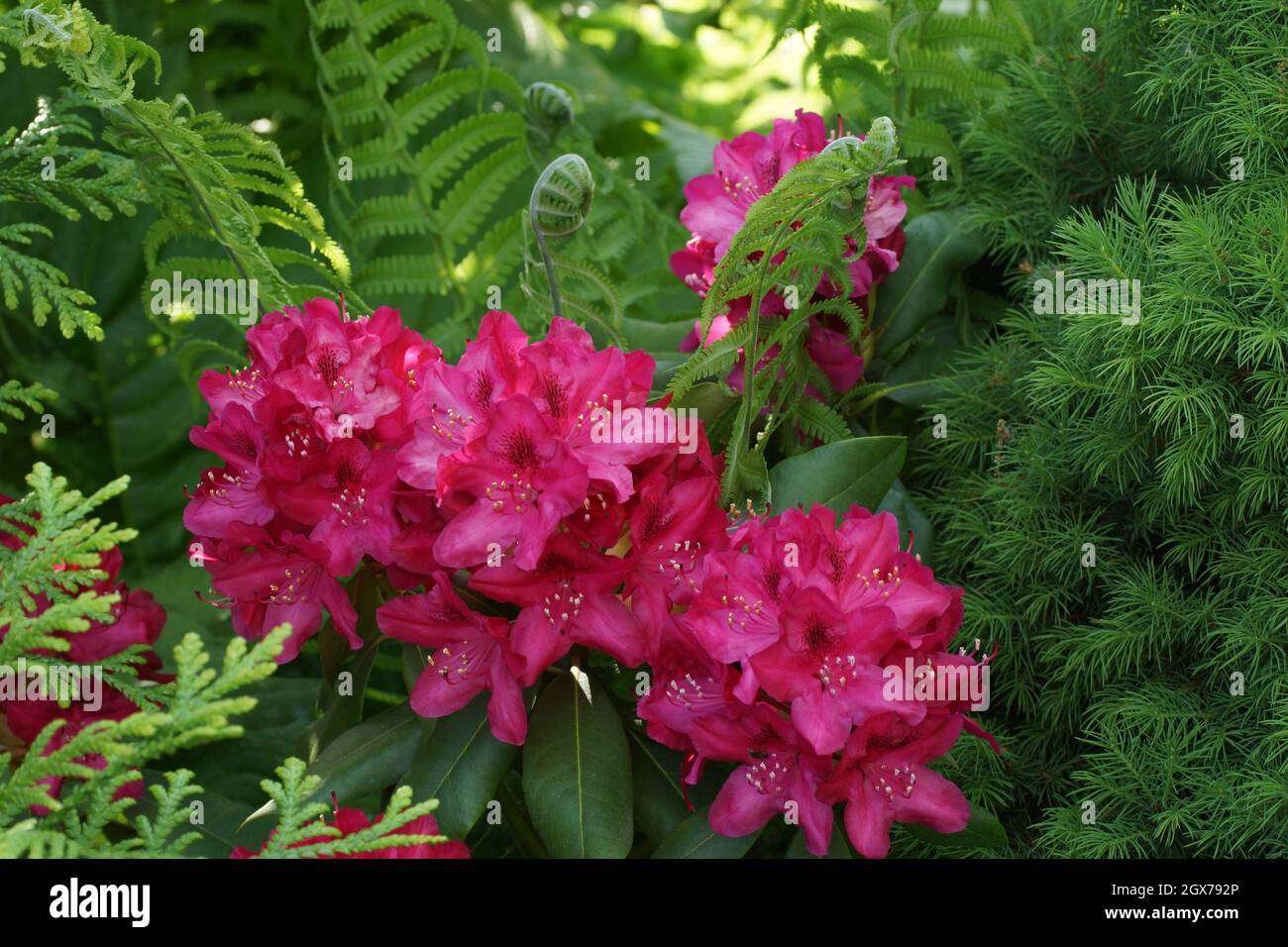 Fiori rossi su sfondo verde. Rododendri e padroni di casa nel giardino. Rhododendron Nova Zembla. Foto orizzontale. Foto Stock